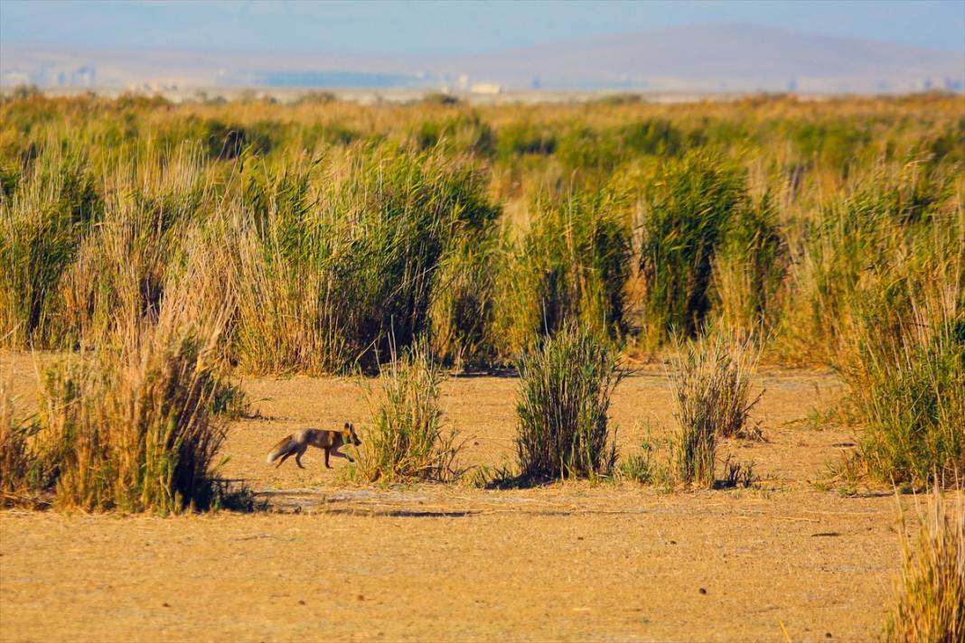 Konya’nın doğa harikası şimdi korku filmi sahnesini andırıyor 2